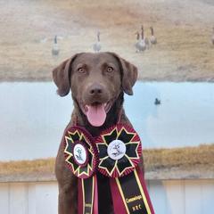 Velma - Chesapeake Bay Retriever