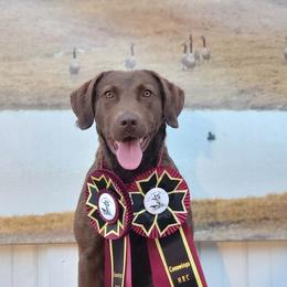 Velma - Chesapeake Bay Retriever
