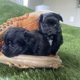 Shih Tzu, Shorkie, Yorkipoo, and Yorkshire Terrier Puppies from Little Rascal Ranch