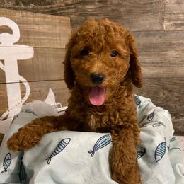 Toby - Red  male Poodle puppy in Osseo, Michigan from Paws in the Country