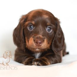 OMalley - Chocolate and tan male Dachshund puppy in Waco, Texas from LHC Dachsunds