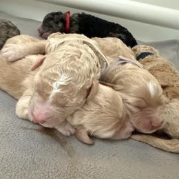 Bernedoodle, Bernese Mountain Dog, Cavalier King Charles Spaniel, Cavapoo, and Poodle Puppies from Ellas.Pups (Bernedoodles & Cavapoos)