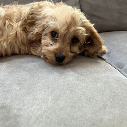 Cavapoo Puppies from Campbell Cavapoos