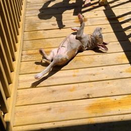 American Staffordshire Terrier Puppies from America's Best