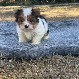 Luna Belle - Parti female Yorkshire Terrier puppy in North Naples, Florida from Moon Ranch Puppies