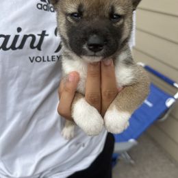 Isabella - Sesame female Shiba Inu puppy in Elizabeth, New Jersey from Shiba Inu Loving Care