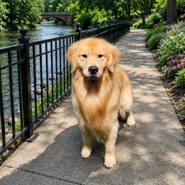 Freedom - Golden Retriever