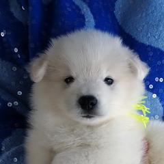 YELLOW - Henri MATISSE - White male American Eskimo Dog puppy in Redlands, Ca, Usa, California from Tribe of Aryelle