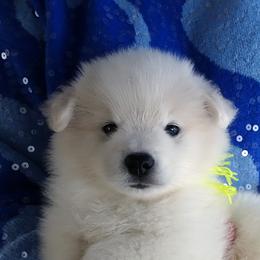 YELLOW - Henri MATISSE - White male American Eskimo Dog puppy in Redlands, Ca, Usa, California from Tribe of Aryelle