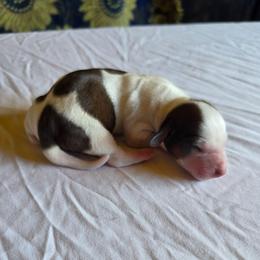 Boy 2 - Piebald male Dachshund puppy in Fallon, Nevada from Butterbean Dachshunds