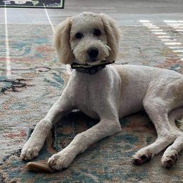 Goldendoodles from Marvelous Doodles