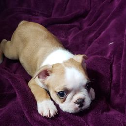 Boston Terrier Puppies from Normandy Boston Terriers