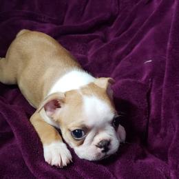 Boston Terrier Puppies from Normandy Boston Terriers