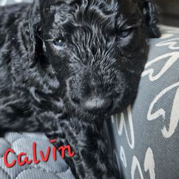 Calvin - Black male Goldendoodle puppy in Kansas City, Missouri from Poppy's Doodles