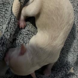 Tink (black collar) - White female Miniature Schnauzer puppy in Port Orchard, Washington from Silver Bells Miniature Schnauzers