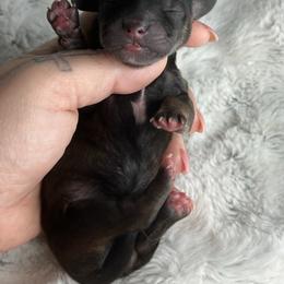 Boy two - Brindle male Dachshund puppy in Payette, Idaho from NT Mini Doxies