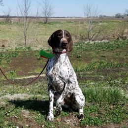 German Shorthaired Pointers from TRF German Shorthaired Pointers