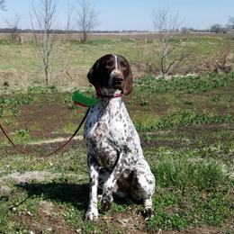 German Shorthaired Pointers from TRF German Shorthaired Pointers