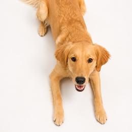 Goose - Golden Retriever
