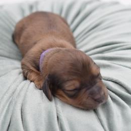 Purple- AKC Import Lines - Cream female Dachshund puppy in Coweta, Oklahoma from Sunnyside Dachshunds