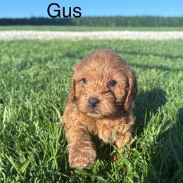 Gus - Parti male Goldendoodle puppy in Wever, Iowa from JK Royal Lines