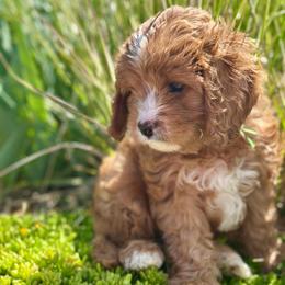 Luigi - Red male Cavapoo puppy in Herriman, Utah from Shaggy Mountain Pups LLC