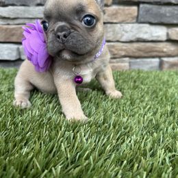 Elsa - Blue fawn female French Bulldog puppy in Jacksonville, Florida from Jacksonville Frenchies
