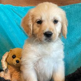 Peaches - Light golden female Golden Retriever puppy in Ennis, Texas from Amberidge Golden Retrievers