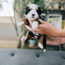 Stephanie - Tri-color female Bernedoodle puppy in Murray, Utah from Sun Valley Doodles
