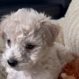 Sebastian - Cream male Poodle puppy in West Richland, Washington from PNW PAWS