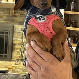 Red sunset - Dachshund