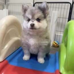 Panko - Merle male Pomsky puppy in Orange County, California from Pomsky Playpen