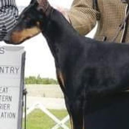 Black and Tan Coonhounds and Manchester Terriers from Jazzman Black and Tans