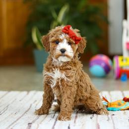 Rachel - Apricot female Goldendoodle puppy in Applecreek, Ohio from Pleasant Acre Farms