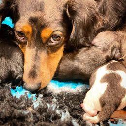 Dachshund Puppies from Gypsy Miniature Dachshunds