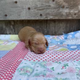Bruiser - Cream male Dachshund puppy in Squires, Missouri from Hudson’s Hounds