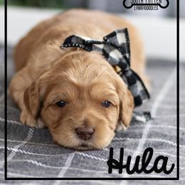 Australian Labradoodle Puppies from South Mitten Labradoodles