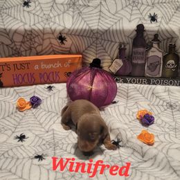Winifred - Chocolate and tan female Dachshund puppy in Onalaska, Texas from Weenies on the Lake