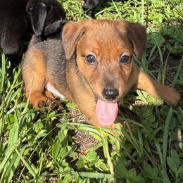 Jimmy - Red male American Hunt Terrier puppy in Clearwater, Florida from Paradise Bay Hunt Terriers