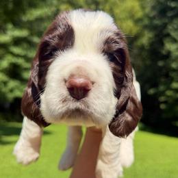 Four Roses - Liver and white female English Springer Spaniel puppy in Hawesville, Kentucky from Bristol’s Southern English Springer Spaniels