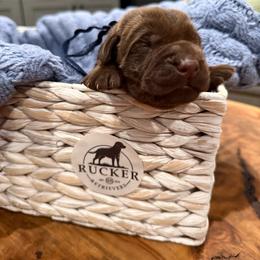 Navy Collar Male - Chocolate male Labrador Retriever puppy in Gainesville, Georgia from Rucker Retrievers