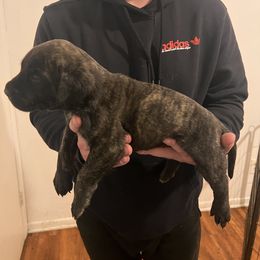 Mastiff Puppies from FrontlineK9 Boarding & Training LLC