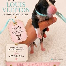 Louis vuitton - Sable female Bernedoodle puppy in Rockwall, Texas from Glory Doodles