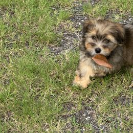 Willie - Gold sable male Havanese puppy in Oklahoma City, Oklahoma from Sidekick Havanese