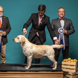 Labrador Retrievers from Alley Rock Labradors, LLC