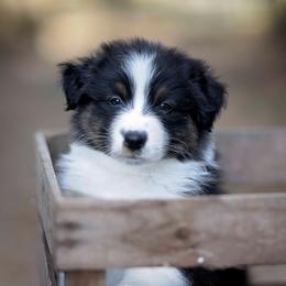 BTM 3 Not Available - Black tri-color male Australian Shepherd puppy in Elkton, Tennessee from Riverlook Australian Shepherds