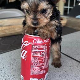 Yorkshire Terriers from Tiny Yorkie Love