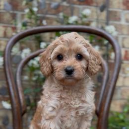 Francesca - Red female Cavapoo puppy in Arlington, Texas from Van Haselen Poodles and Doodles