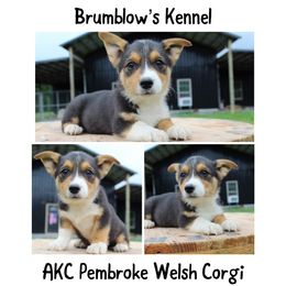 Pembroke Welsh Corgi Puppies from Brumblow’s Kennel