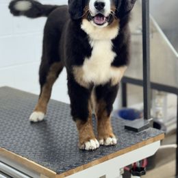 Bernese Mountain Dog and Golden Retriever All Grown Up from Gold Point Pups